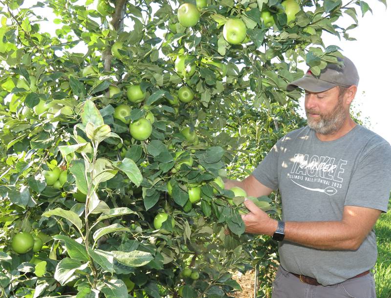 Craig Tanner checks an apple tree at Tanners Orchard near Speer in north-central Illinois. The farm has been an agritainment destinations for visitors for generations.