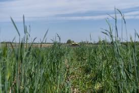 Indiana dicamba update for 2026