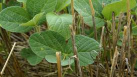Crush demand boosts soybean basis