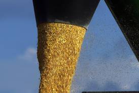 Harvest Quality Report: Corn samples find quality matches quantity