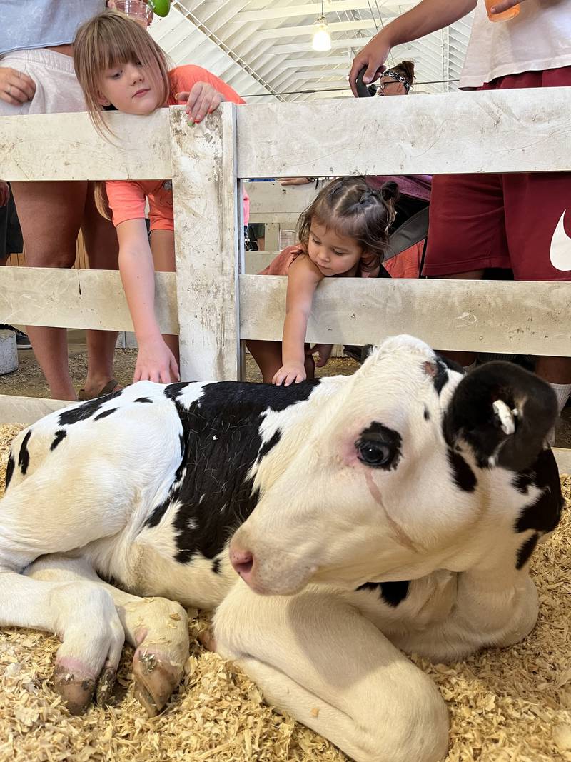 Swing by the 25Q barn for “Pet-a-Calf” with the Illini Dairy Club. It’s your chance to meet — and pet — calves at the 2025 Illinois State Fair.