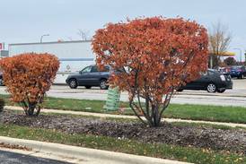 Ten trees for dazzling fall color in Illinois  