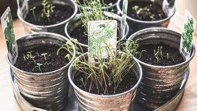 Calendar: Growing and cooking with herbs