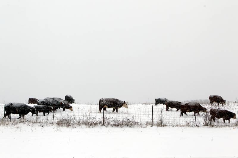 Cattle graze in a snow-covered pasture.