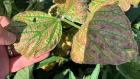 6 ways to combat red crown rot