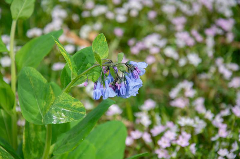 Virginia bluebells produce attractive foliage and flowers and are a great addition to shade gardens.