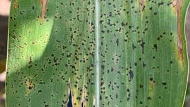 Tar spot management tips