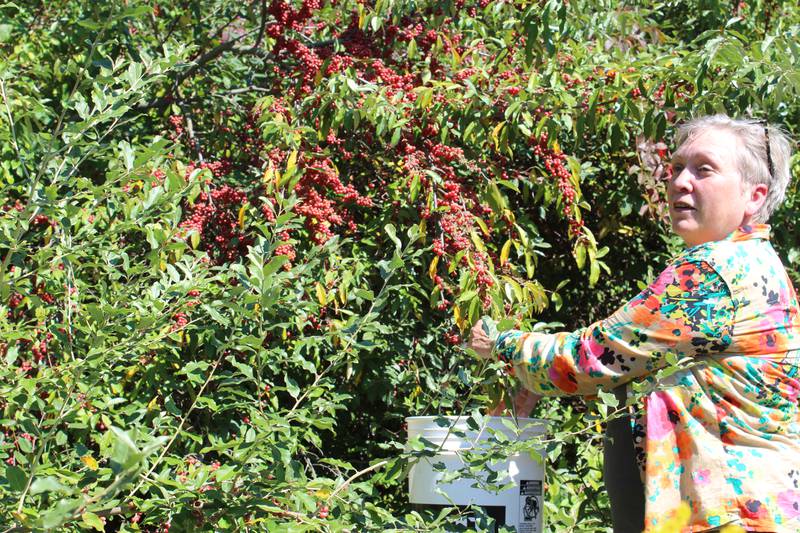 Alisha Mowbray picks autumn olive berries during a tour of her McHenry County farm in northeastern Illinois. In addition to foraging classes on the 80-acre farm, Mowbray offers farmstays and events on the land that features oak forest, meadows, wetlands and prairie.