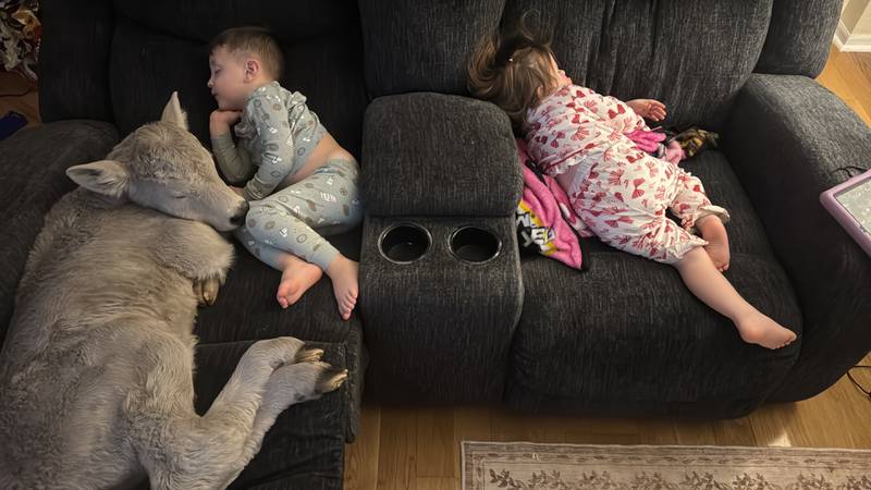 In this photo provided by Macey Sorrell, 3-year-old Gregory Sorrell cuddles with a calf his family brought indoors during extreme cold temperatures in Mount Sterling, Ky., on Saturday, Jan. 24, 2026. At right is his sister, Charlee Sorrell, 2.