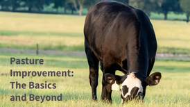 Series offers strategies to improve pasture productivity, resilience