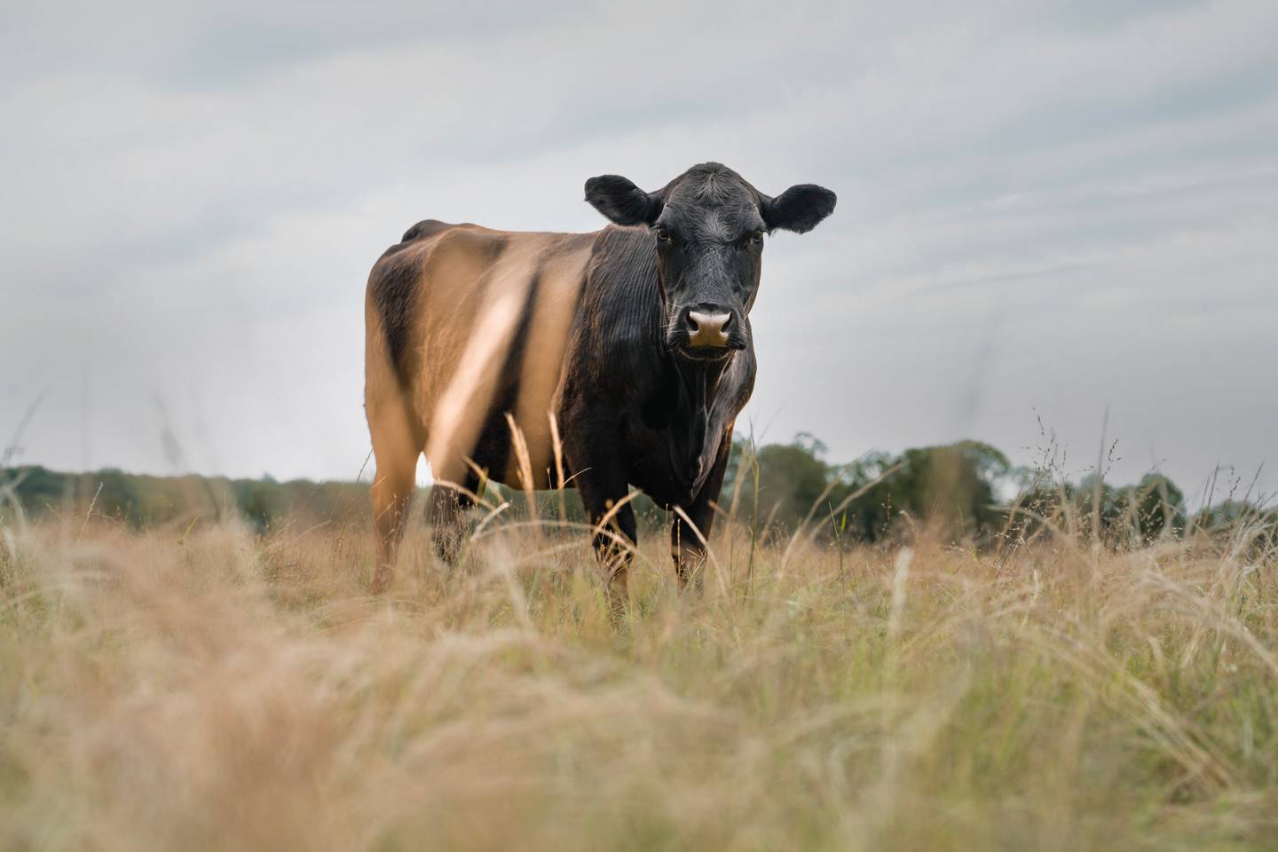 Buck Rich has used combination treatment for several years to protect his nearly 2,000 cow-calf pairs, as part of his deworming protocol at Leaning Oak Ranch.