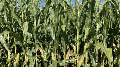 Illinois crop progress for week ending Aug. 24