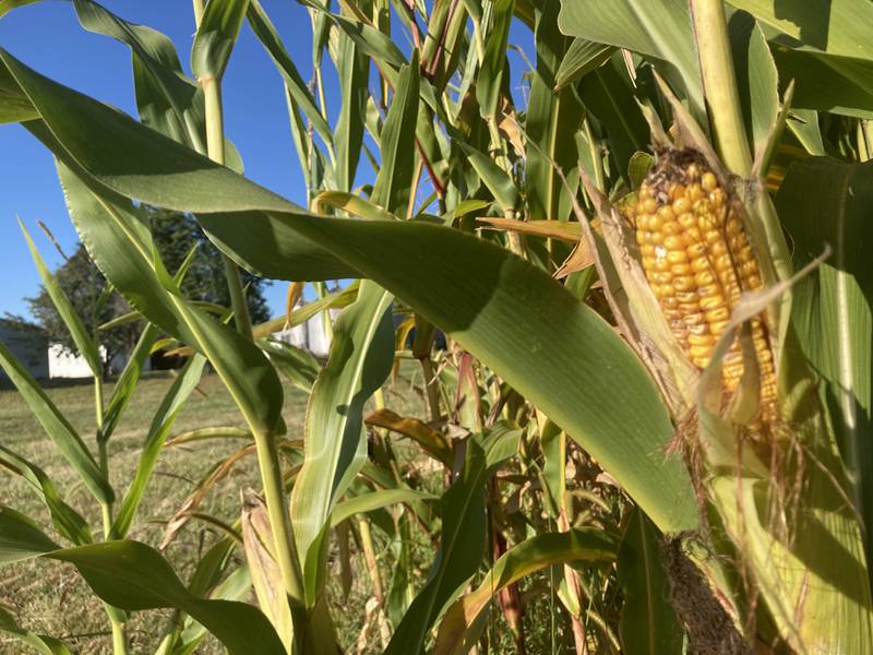 Illinois crop progress for Sept. 12, 2025.