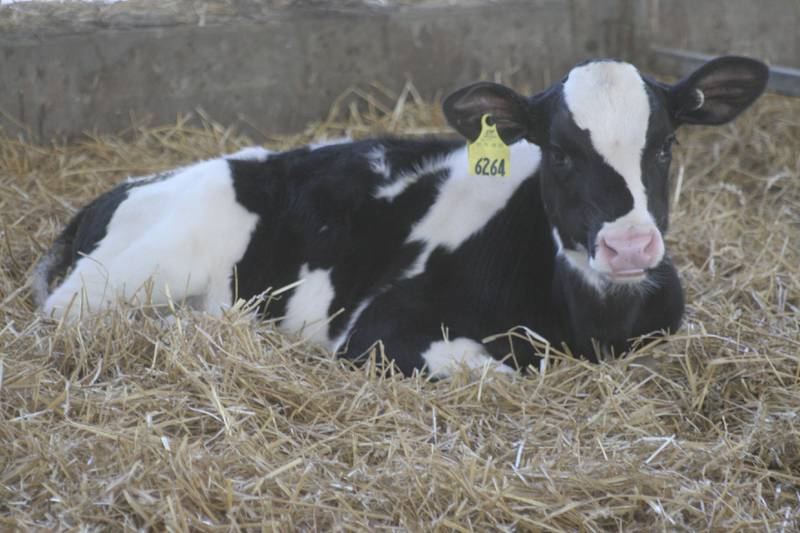 Bovine respiratory disease can have long-term consequences for cattle productivity.