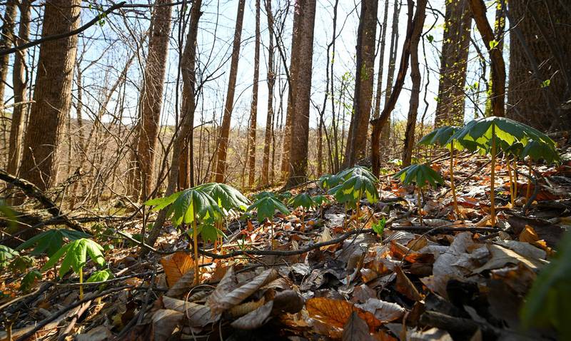 Gov. Mike Braun announced the expansion of Yellowwood State Forest. The new property features areas of young stands of tulip poplar, early successional species and moderate to steep terrain.