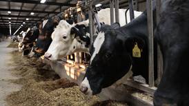 Modern dry-off success: Four trends driving better cow care