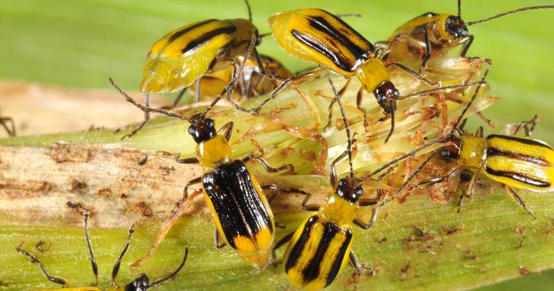 Corn that has been genetically engineered to resist corn rootworms like these has become increasingly less effective.