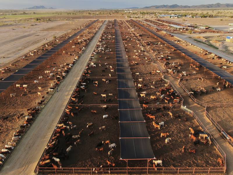 Mexico boosts controls on cattle after new screwworm case found near U.S. border