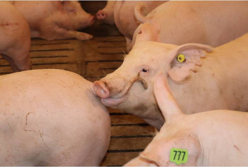 A pig bites the tail of another pig.