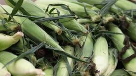 The AgriNews AgriMinute podcast: Everybody is talking about the record corn crop