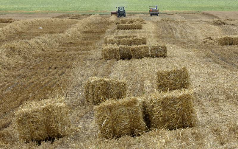 Bales of straw are byproducts of the harvest of wheat that are gathered on a farm about a mile west of Bloomington in central Illinois. Wheat straw is typically used for bedding horses and other livestock.