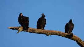 Black vulture depredation permits now available for impacted livestock farmers