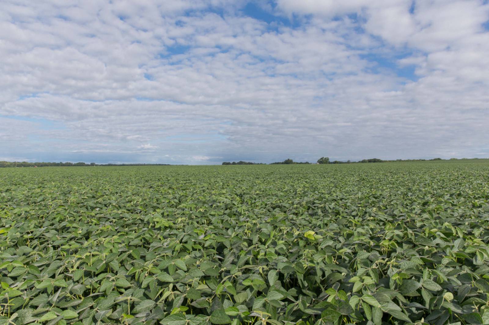 Indiana Soybean Alliance update AgriNews