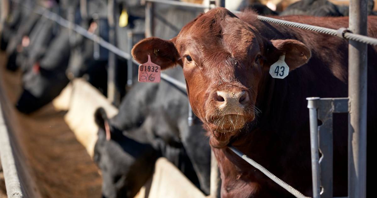 CattleFax predicts positive profitability trends in 2022 – AgriNews