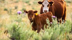 Harness the full potential of your BRD vaccine with the right adjuvant