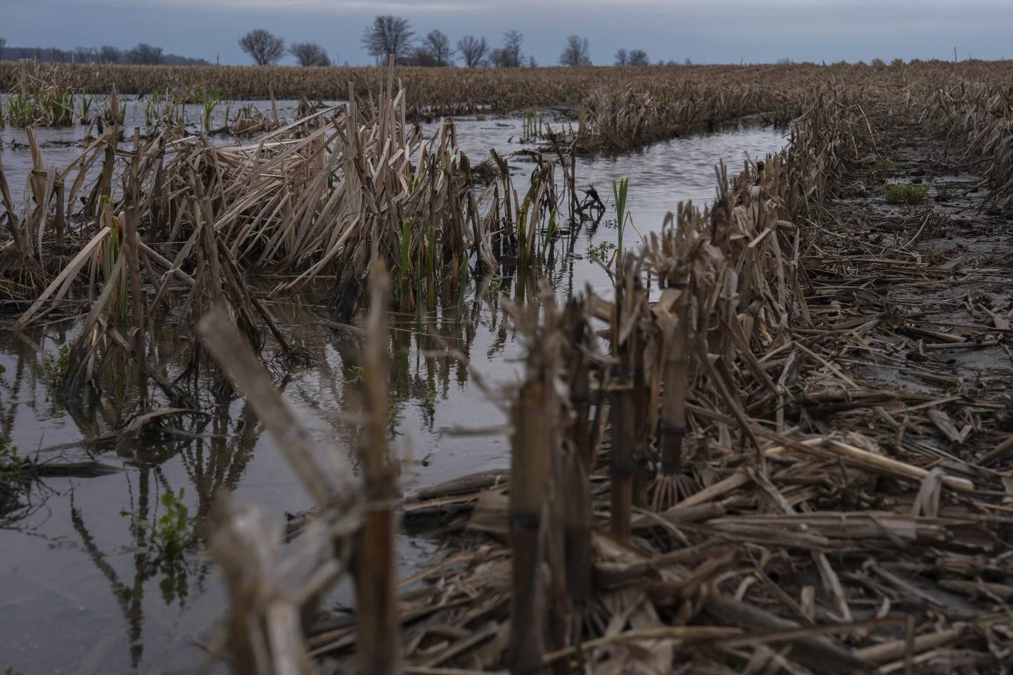 Water following a rain event stands in a cornfield.