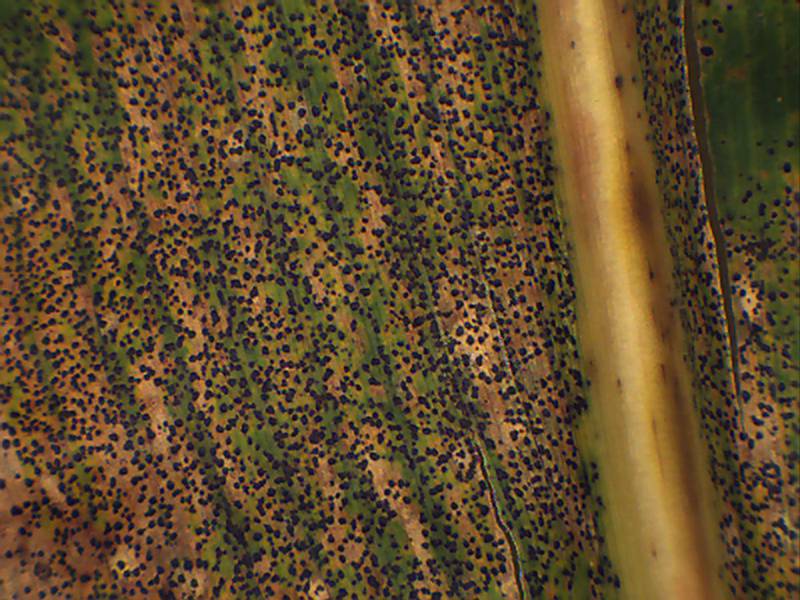 An example of tar spot on a corn plant.