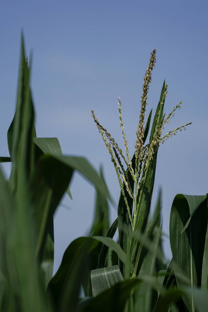 An overwhelming majority of America’s farmers who responded to a nationwide survey say they cannot afford to purchase enough fertilizer to get them through the year.
