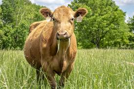 Break the late-calving cycle: Maximize heifer productivity from day one