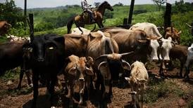 Screwworm fly trap flap: Push for use of synthetic bait