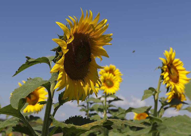 Sunflowers at Von Bergen’s Country Market, 9805 Route 173 in Hebron, on Thursday, Sept. 8, 2022.