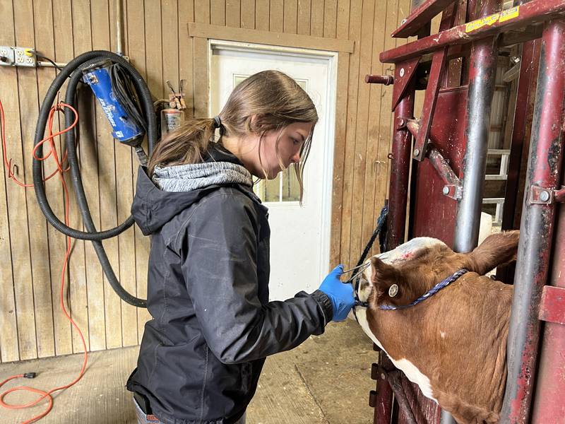 Kendall Boatman works with registered Hereford cattle at Perks Ranch where she is involved with all aspects of managing the ranch.
