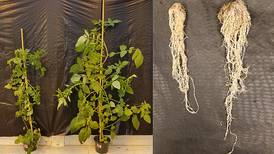 Modern tomatoes can’t get same soil microbe boost as ancient ancestors
