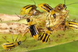 Overusing rootworm-resistant corn is not ideal