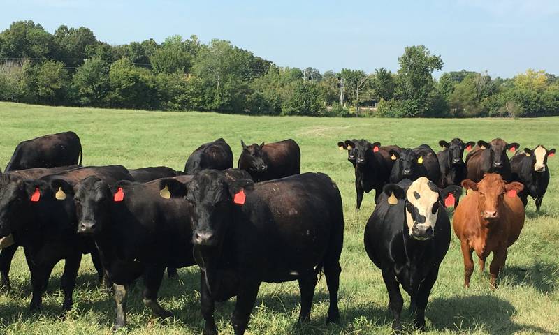 It’s simple — better genetics equals better beef. Bull buying decision, in particular, is one of the most important things that a commercial herd does.