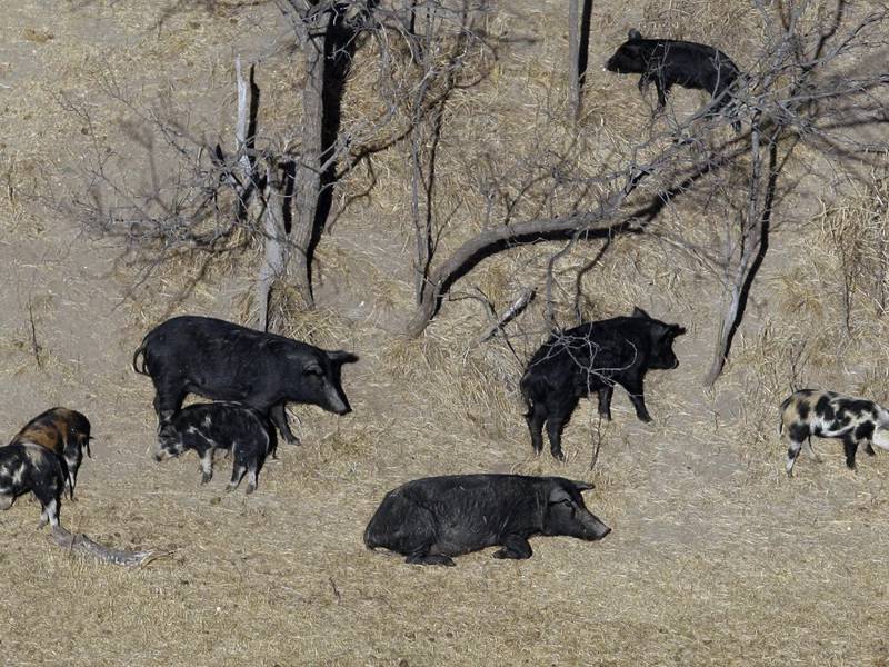 A population of ‘super pigs’ in Canada is threatening to invade U.S.