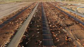 Mexico boosts controls on cattle after new screwworm case found near U.S. border