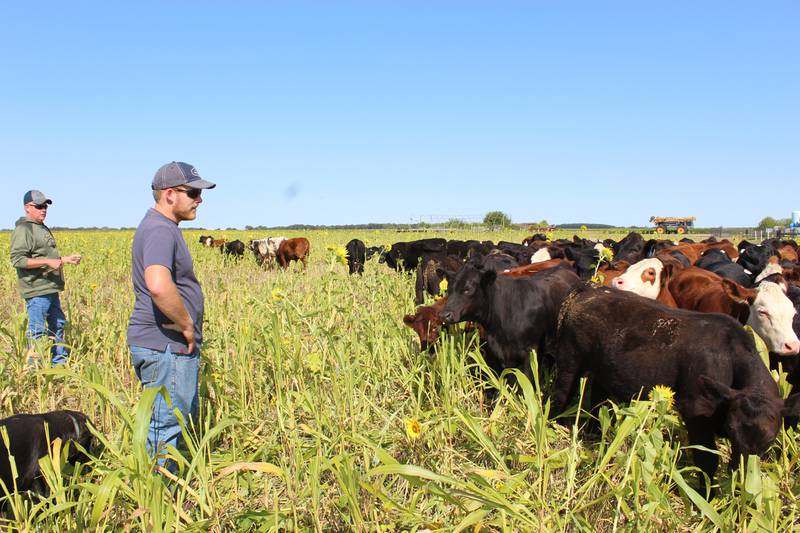 Brad (left) and Stephen Riskedal check on their cattle grazing on a field of cover crops. After harvesting wheat, the 12-way mix of cover crops was planted on July 4 and cattle began grazing at the beginning of September. The plan is to graze the cattle for 100 to 120 days before moving them into a feedlot.