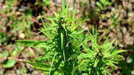 USDA publishes final hemp rule