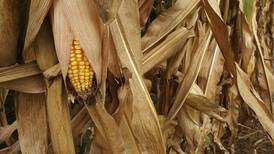 Allendale survey projects lower yields than USDA estimates