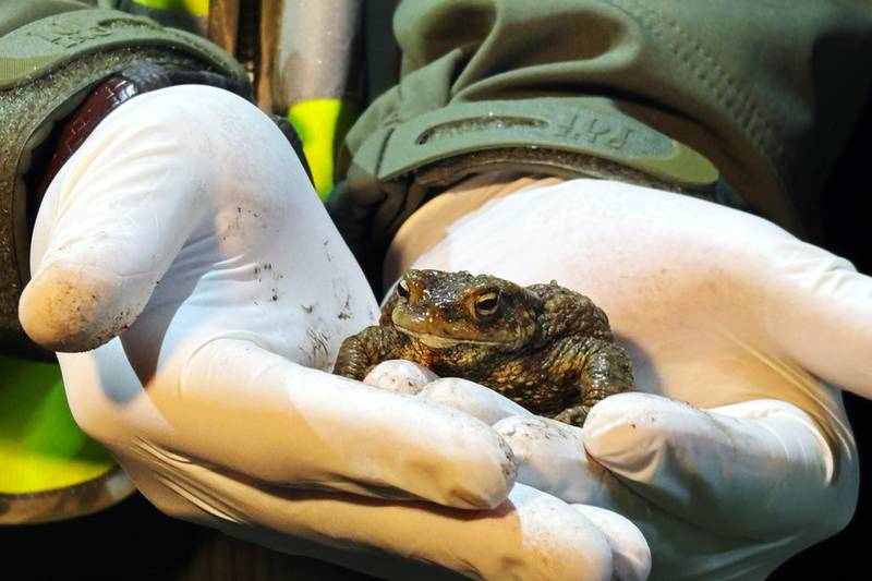 A biologist holds a female common toad March 30 in Otrebusy, Poland.
