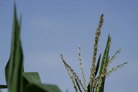 Five tips for increasing ROI on fungicide applications this season
