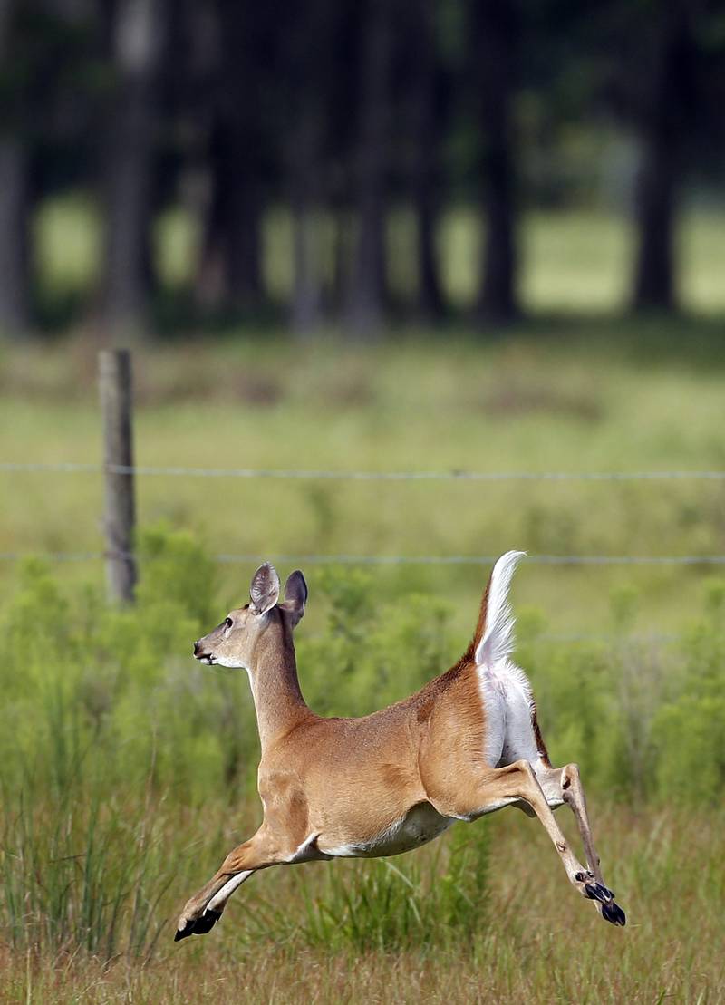 A young deer sprints across a field.
