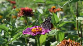 Create a pollinator oasis