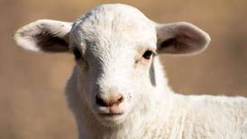Take the chill out of early-season lambing, kidding