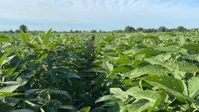 Beck’s adds high-oleic soy trait to its portfolio
